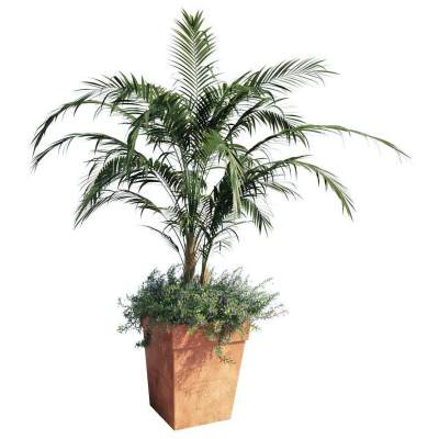 现代植物盆栽-7
